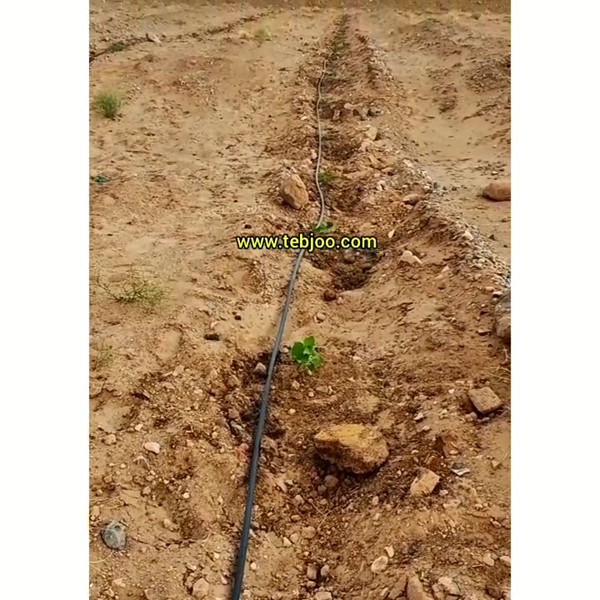 پالونیا کرمان پالونیا رفسنجان نهال پالونیا هیبرید اصلاح شده طب جو خرید و فروش پالونیا پائولونیا انواع نهال پالونیا 